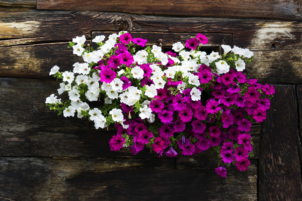 Белые и фиолетовые цветы, покрывающие окно деревянной бревенчатой хижины
 - Фото, изображение