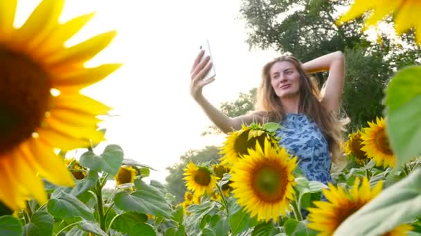 schöne Mädchen wird auf dem Feld mit Sonnenblumen fotografiert. hd - Filmmaterial, Video