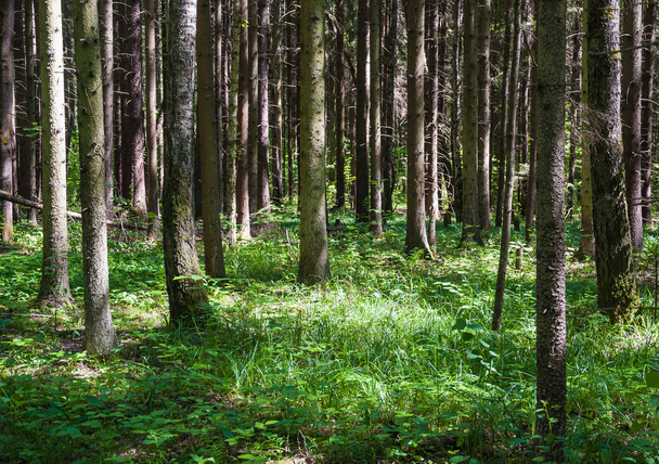 Fichtenwald an einem sonnigen Sommertag - Foto, Bild