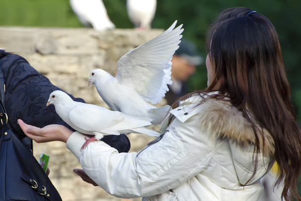 білий голуб і дівчина в саду
 - Фото, зображення