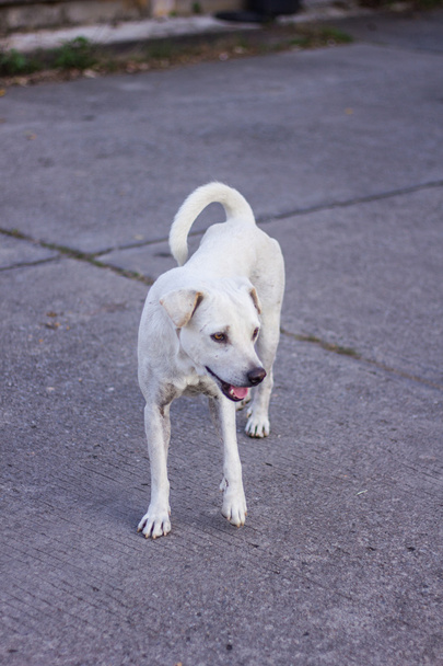 тайський білий бродячий собака, вибірковий фокус
 - Фото, зображення