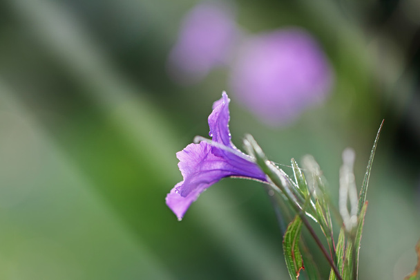 fiori viola nella natura selvaggia - Foto, immagini