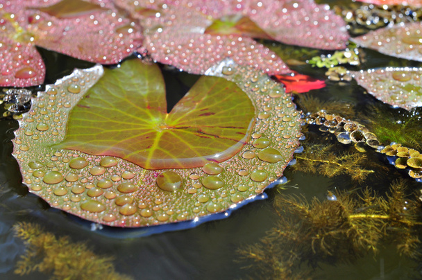 Lotusblad met waterdruppels  - Foto, afbeelding