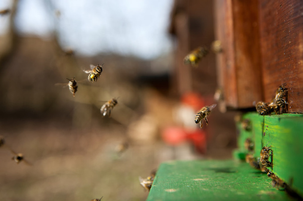 Adja meg a méhkaptár - Fotó, kép