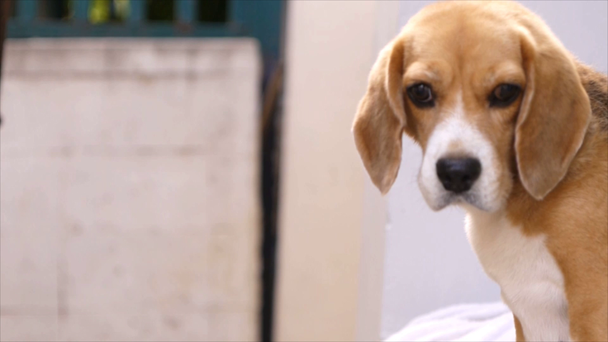 Owner drying  beagle hair with dryer - Felvétel, videó