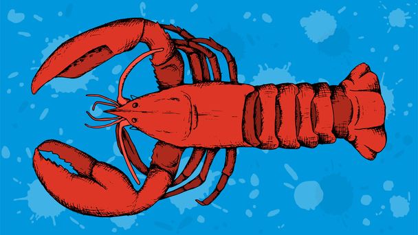 Hand drawn vector lobster illustration.  - Vector, Image