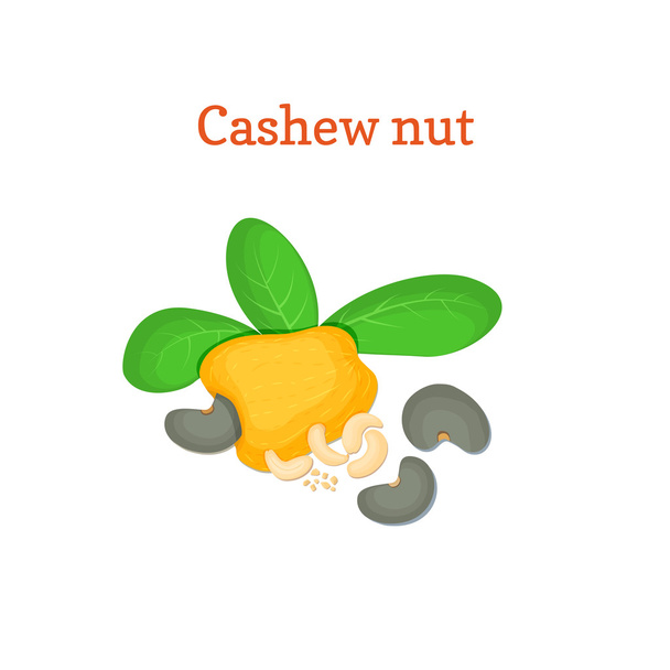 Vector illustration of a cashew nut. Appetizing cashew nut tree with yellow fruit, nuts and leaves on a white background. Elements of packaging design brochures on healthy eating - Вектор,изображение