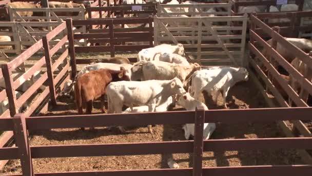 Sığır sergi göster - Video, Çekim