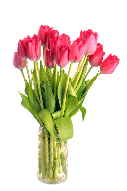 Red tulips - Foto, immagini