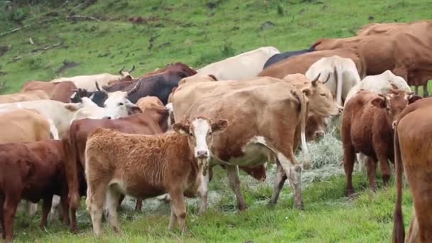 Велика рогата худоба на зеленому полі
 - Кадри, відео
