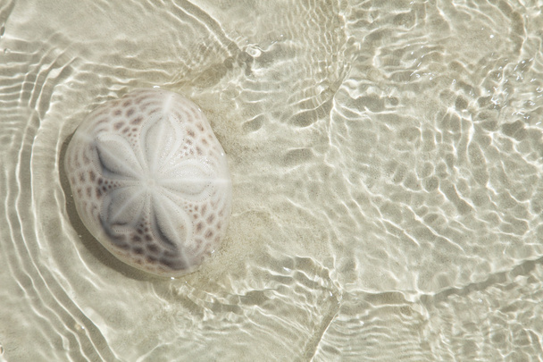 Sand dollar in the sea with sun light , top view - Photo, Image