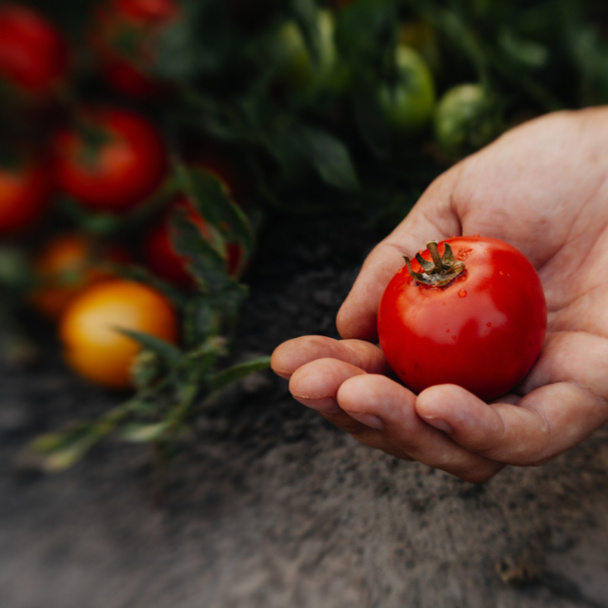boeren handen met vers geoogste tomaten. - Foto, afbeelding