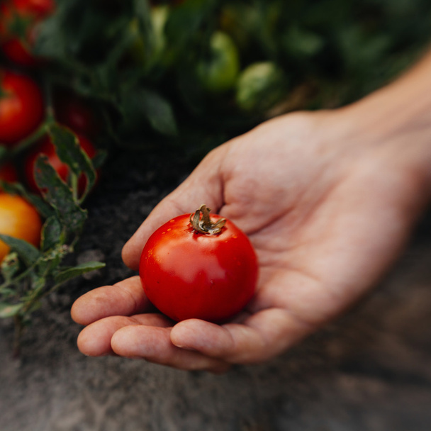 Farmers hands with freshly harvested tomatoes. - Foto, Bild