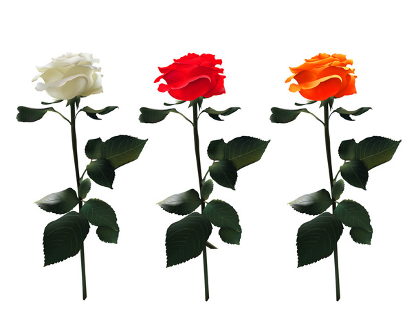 Διάνυσμα ρεαλιστικό σύνολο τριαντάφυλλα: λευκό, κόκκινο, πορτοκαλί. Απομονωμένη σε λευκό φόντο - Διάνυσμα, εικόνα