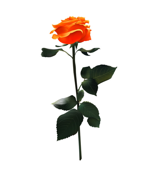 Rosa Naranja. Ilustración realista vectorial. Aislado en blanco
 - Vector, Imagen