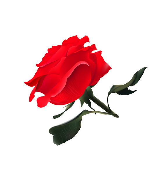 Red Rose. Vector Realistic Illustration. Isolated on White - Wektor, obraz