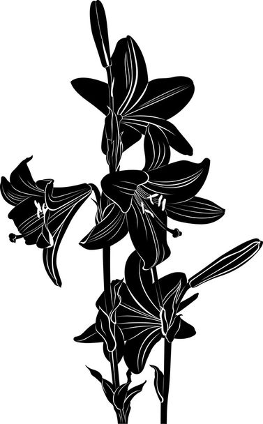 liliom virágok elszigetelt fehér háttér - Vektor, kép