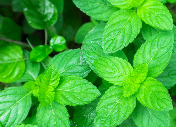Fresh pepper mint plant at the nature - Photo, Image