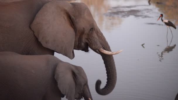 Deux éléphants d'Afrique, adultes et bébés, buvant de l'eau de rivière. Vue latérale, gros plan
. - Séquence, vidéo