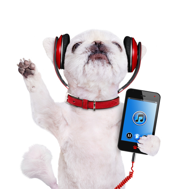 Dog headphones. Isolate on the white background. - Photo, Image