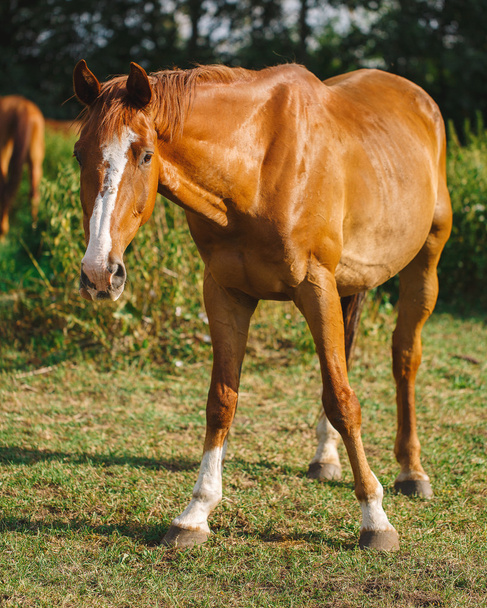 Red brown horse grazing in meadow - Φωτογραφία, εικόνα