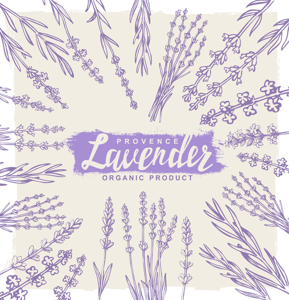 vector lavender set - Vector, Image