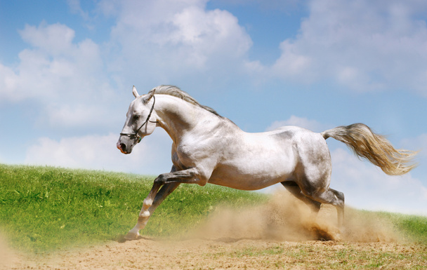 Silver-white stallion on field - Photo, Image