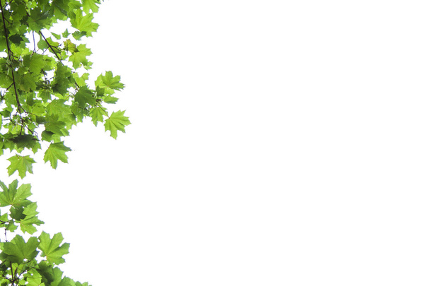 syksyn vaahteranlehdet valkoisella pohjalla, Acer platanoides
 - Valokuva, kuva