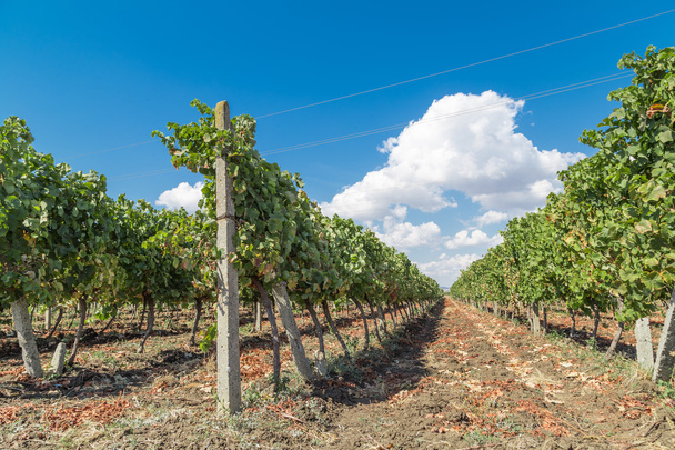 Rows of vineyards in the field - Zdjęcie, obraz