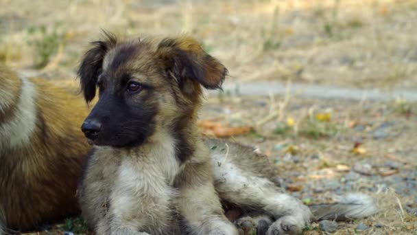 bezdomny puppy leżącego na ziemi - Materiał filmowy, wideo