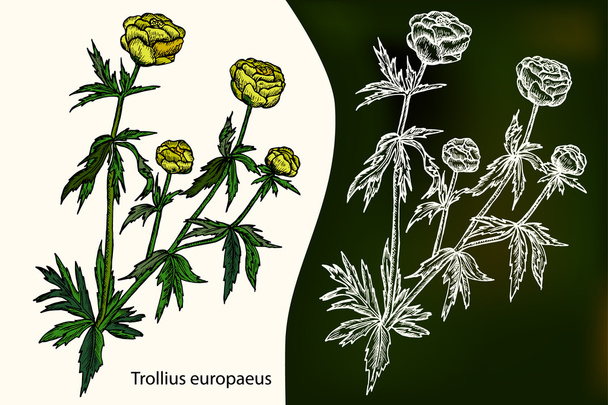 キンバイソウ europaeus。ヒナゲシ。手描き植物のベクトル図 - ベクター画像