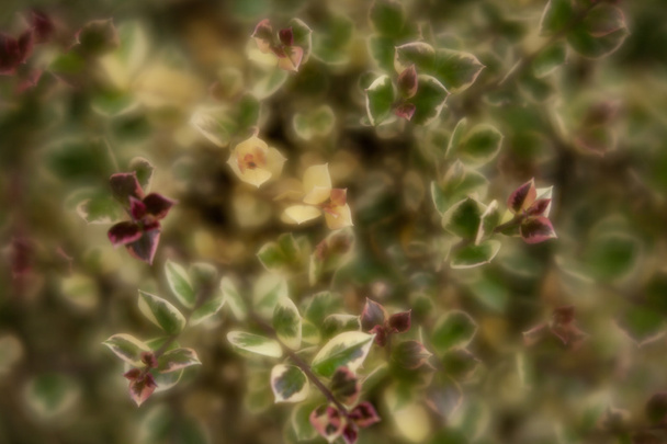 Weigela bloemen close-up - Foto, afbeelding