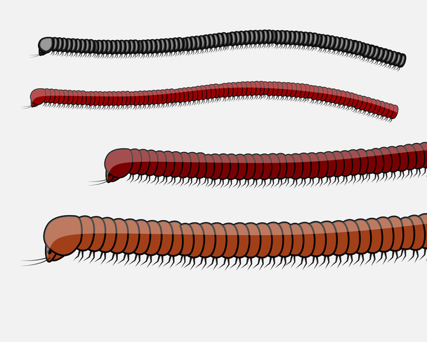 Milípede Worms Vector Ilustração
 - Vetor, Imagem