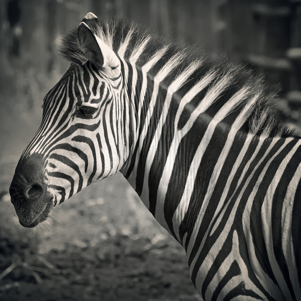 Голова прекрасной зебры
 - Фото, изображение