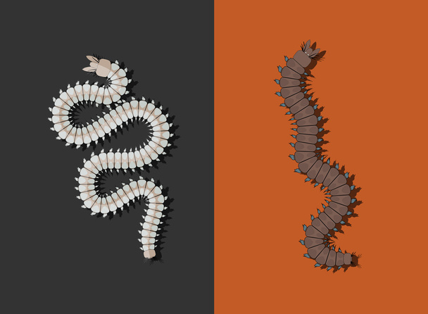 Illustrazione dei vermi centopiedi
 - Vettoriali, immagini