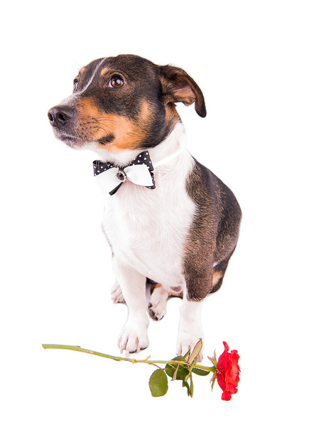 Jack Russell Terrier ile beyaz bir arka plan üzerinde bir çiçek - Fotoğraf, Görsel