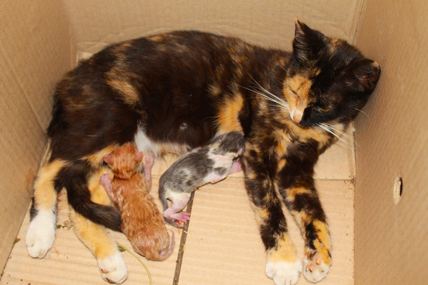 Cat with tiny kittens in box - Photo, Image