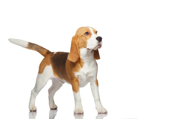 cão beagle isolado no fundo branco - Foto, Imagem