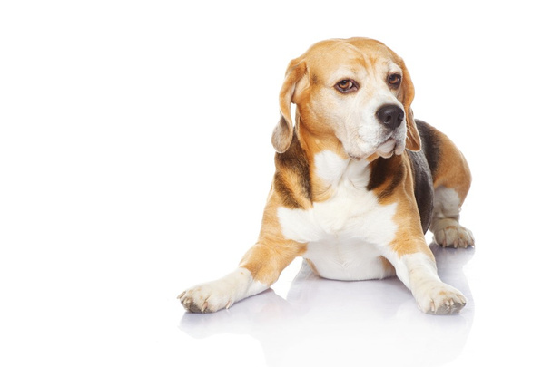 Beagle dog isolated on white background - Zdjęcie, obraz