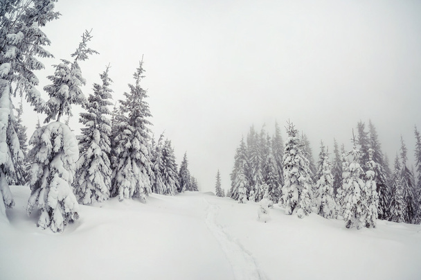 majestätische Winterlandschaft - Foto, Bild