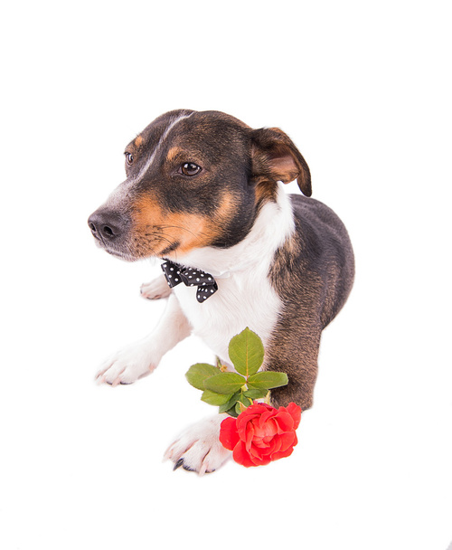 Jack Russell Terrier met een bloem op een witte achtergrond - Foto, afbeelding