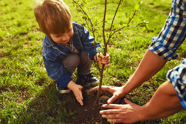 Kisfiú, segítve az apja, a növény a fa, miközben dolgozik együtt a kertben.  - Fotó, kép
