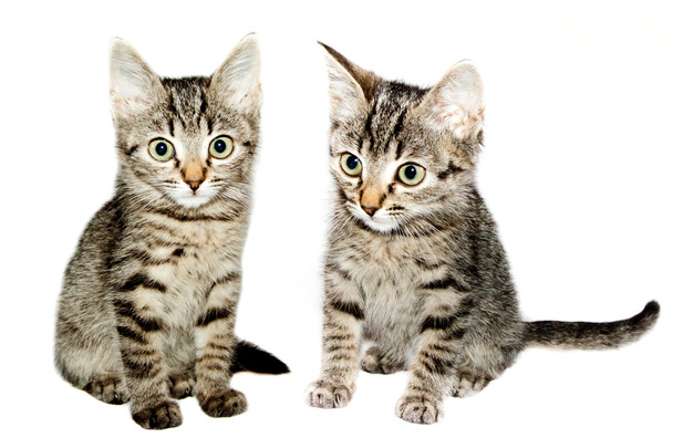 two funny kittens striped isolated - Photo, Image