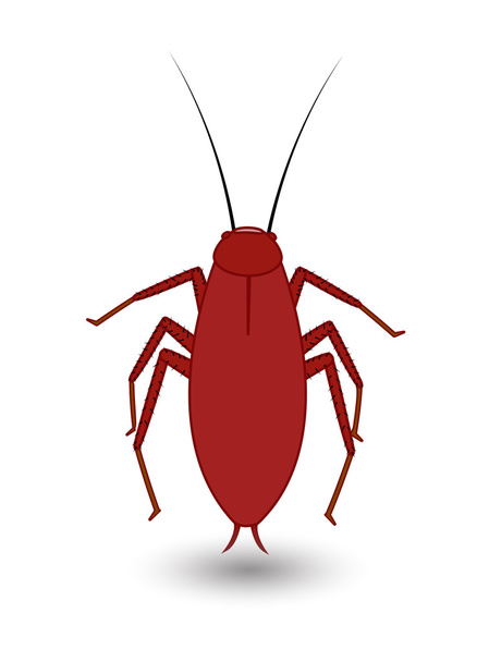 Тараканьи насекомые
 - Вектор,изображение