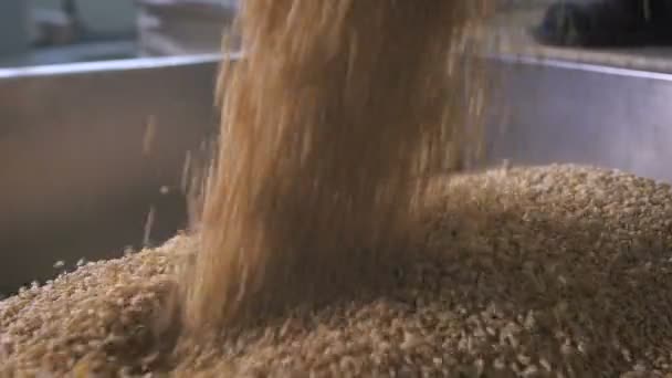 At the factory for sorting and packaging of cereals and grains. Worker pours into a special tank buckwheat, for further processing. - Video, Çekim
