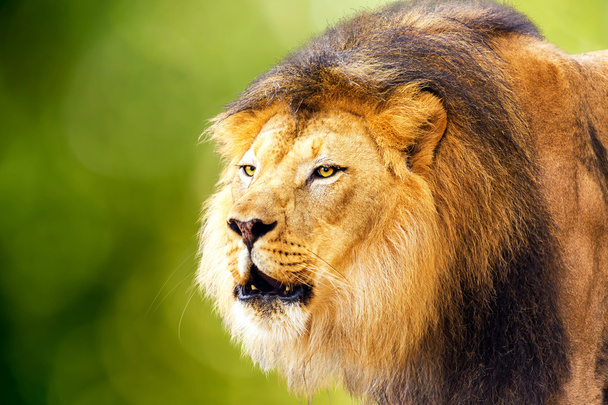 grande leone feroce
  - Foto, immagini