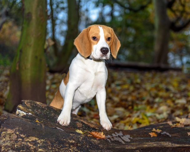 Bello, marrone e bianco beagle cane cucciolo
  - Foto, immagini
