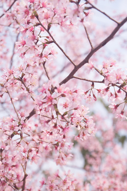 Printemps Sakura fleur de cerisier
 - Photo, image