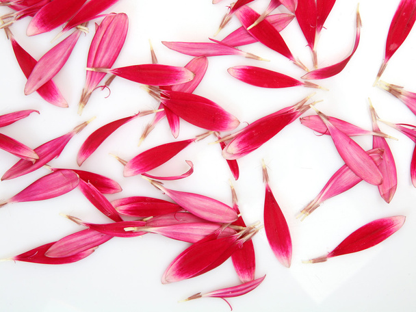 petals pink flowers on a white background - Photo, Image