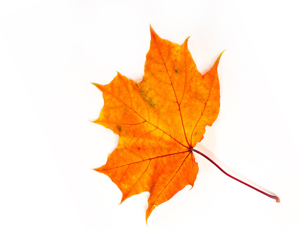 Hojas de arce de otoño. la hoja del arce, utilizada como emblema de Canadá. cuando los cultivos y los frutos se recogen y las hojas caen
,  - Foto, imagen